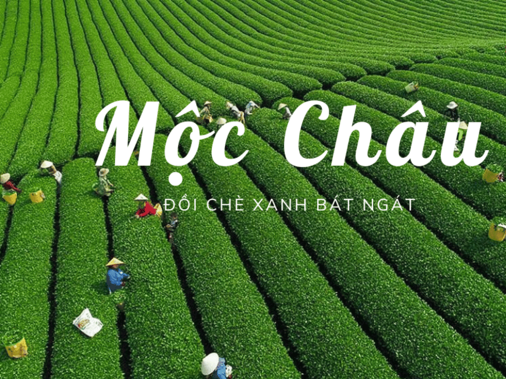 Đồi chè Mộc Châu nổi tiếng với những ngọn đồi xanh ngát